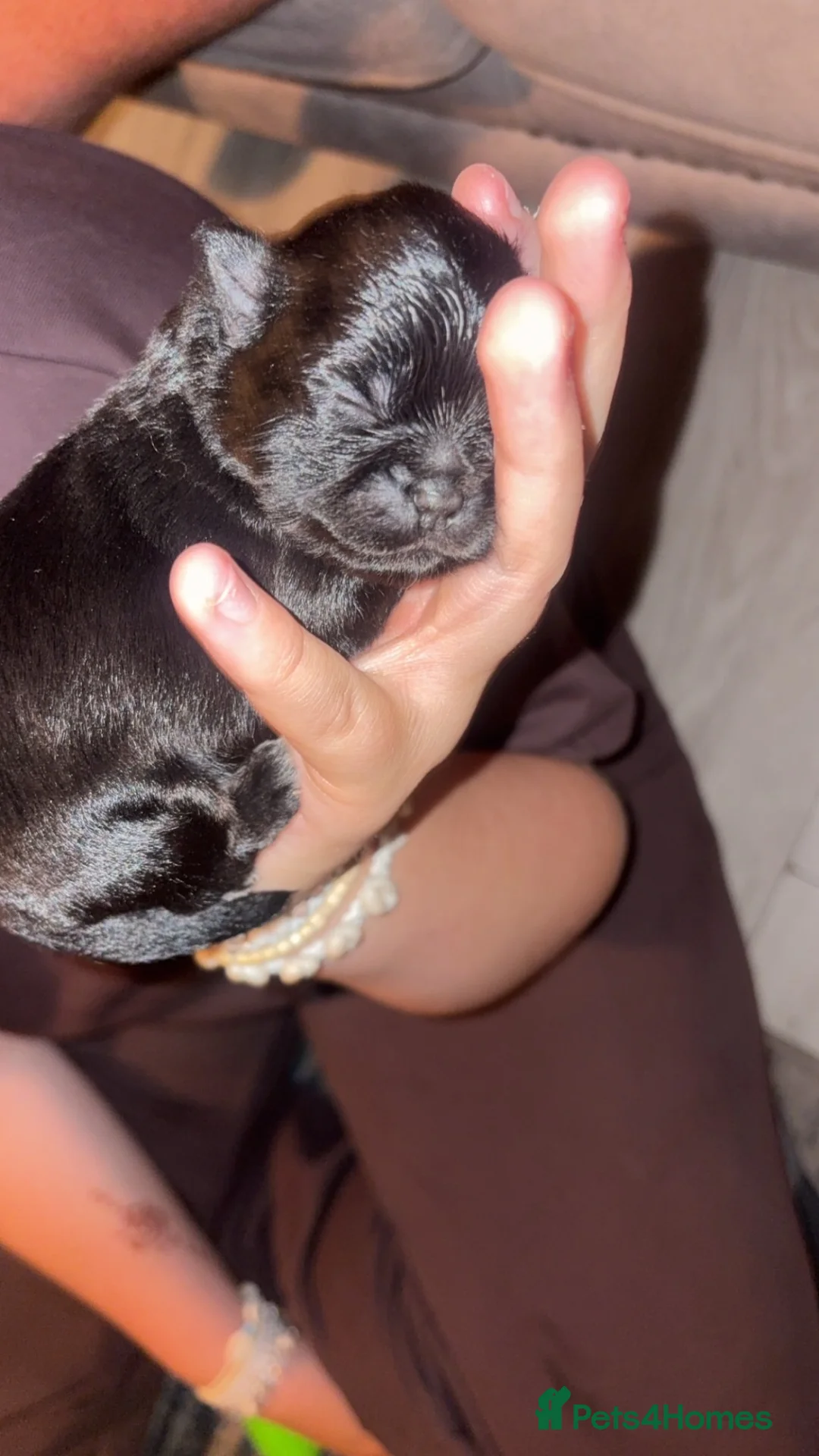 Mixed Breed dogs for sale: Pomshi  - Advert 2
