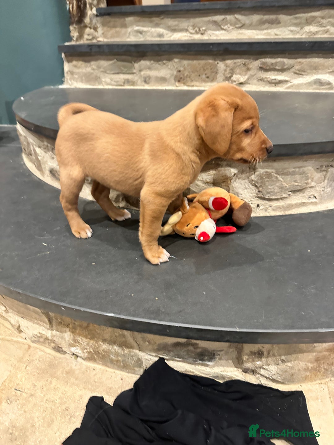 Labrador Retriever dogs for sale: Stunning Fox red labradors - Image 11