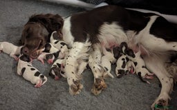 English Springer Spaniel dogs for sale: Adorable Springer Spaniel Puppies - Image 2
