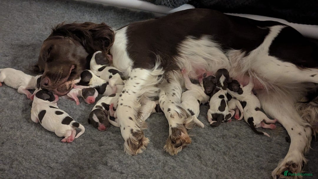 English Springer Spaniel dogs for sale: Adorable Springer Spaniel Puppies - Image 2