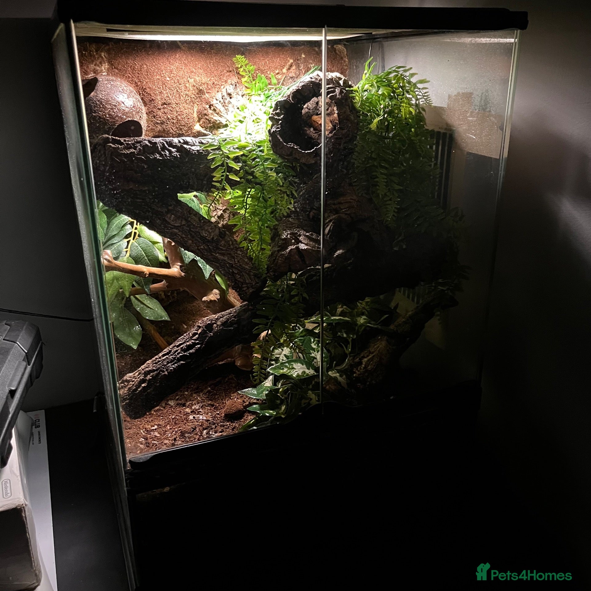 Gecko reptiles Bioactive setup with Dalmation crested geckos  - Advert 3