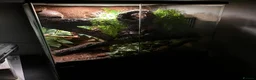 Gecko reptiles for sale: Bioactive setup with Dalmation crested geckos  - Advert 1