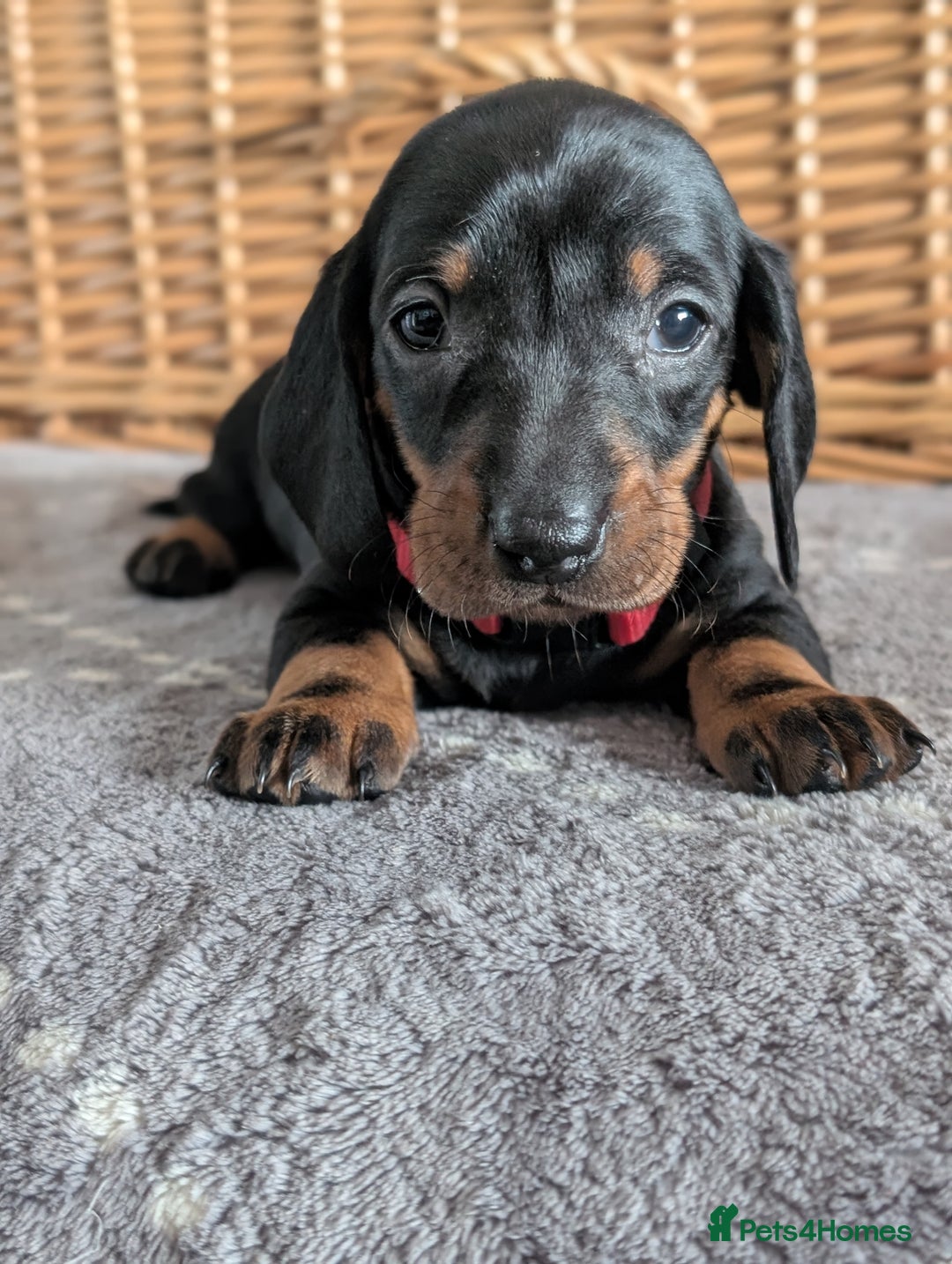 Dachshund dogs for sale: Quality Dachshund Standard Smooth Hair  - Advert 19