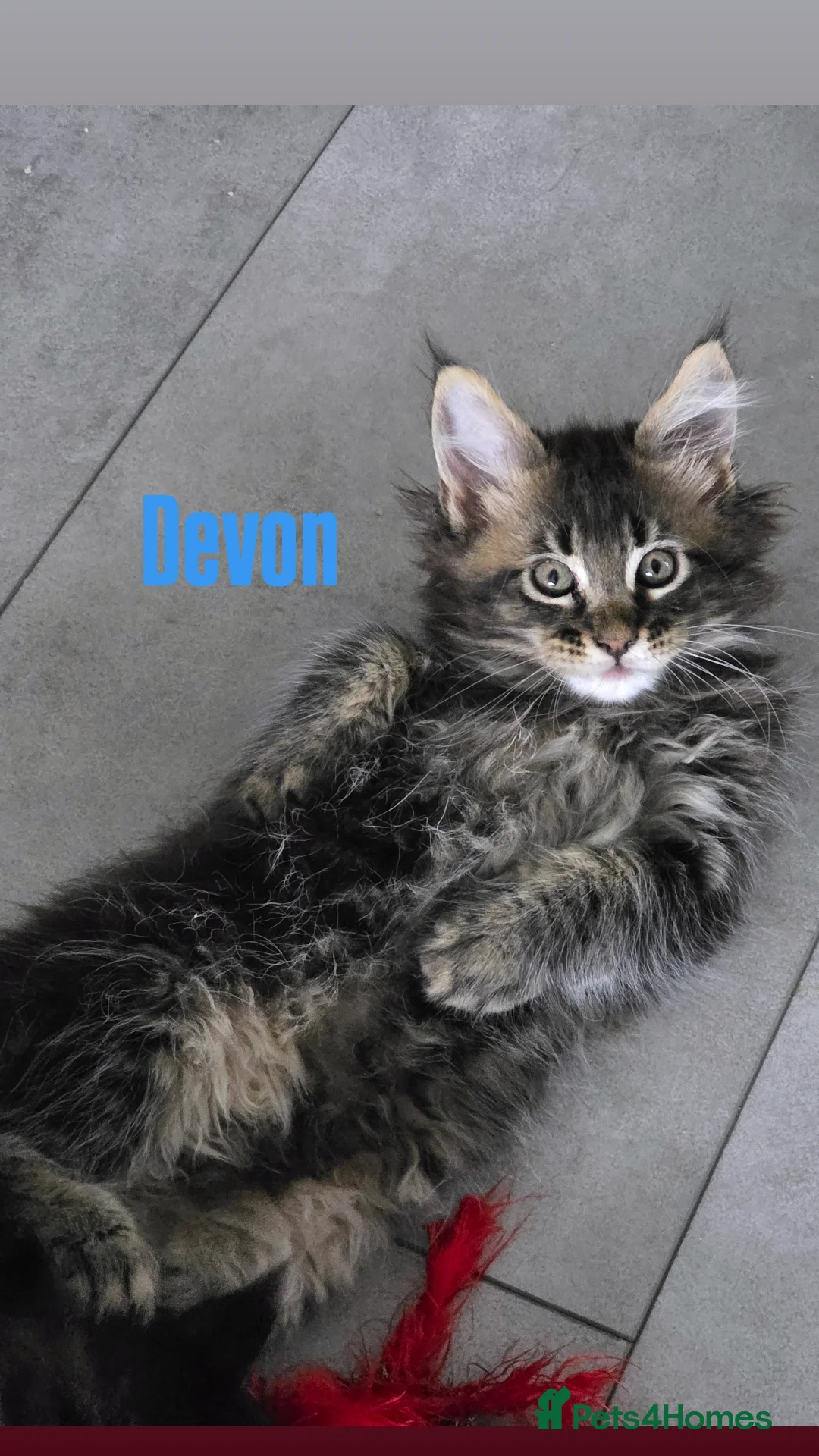 Maine Coon cats for sale: Affectionate Pure Breed Mainecoon Kittens - Image 6