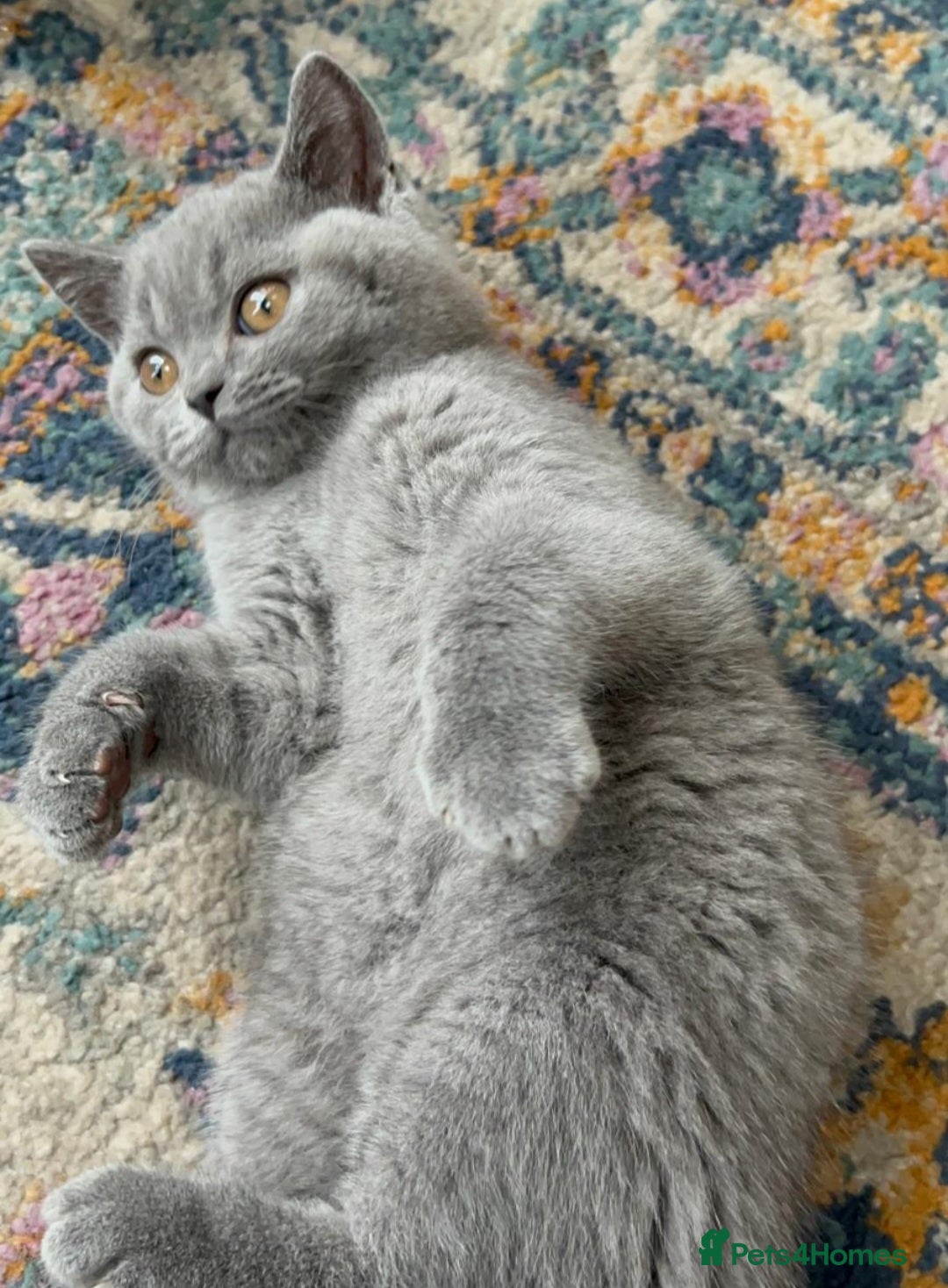British Shorthair cats for sale: Gorgeous Brittsh Kittens Fully Vaccinated  - Image 18