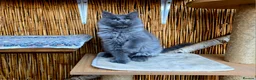 Maine Coon cats for sale: 2 Stunning GCCF Kittens Available.  - Advert 18