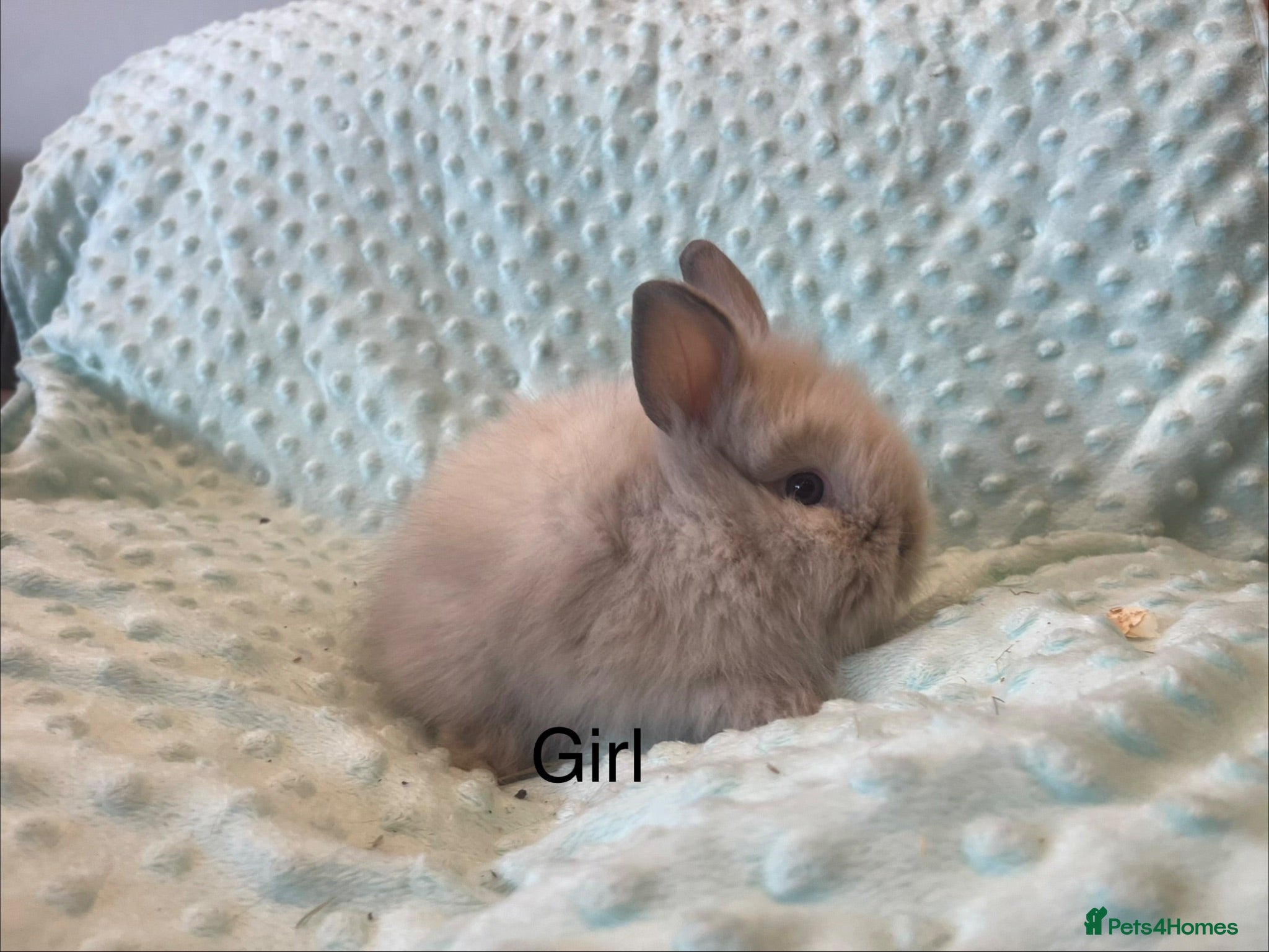 Lionhead rabbits Mini double maned lionheads £65-75 - Advert 2