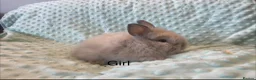 Lionhead rabbits for sale: Mini double maned lionheads £30-£75 - Advert 3