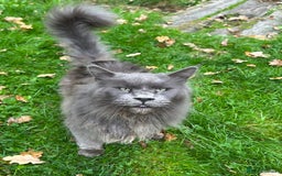 Maine Coon cats for sale: Vlad. Exquisite Huge Russian (neutered) 🔥🔥🔥🔥 - Image 3