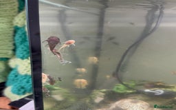 Plecos fish for sale: Chocolate and albino ansistrus bristlenose pleco in Leeds - Image 2