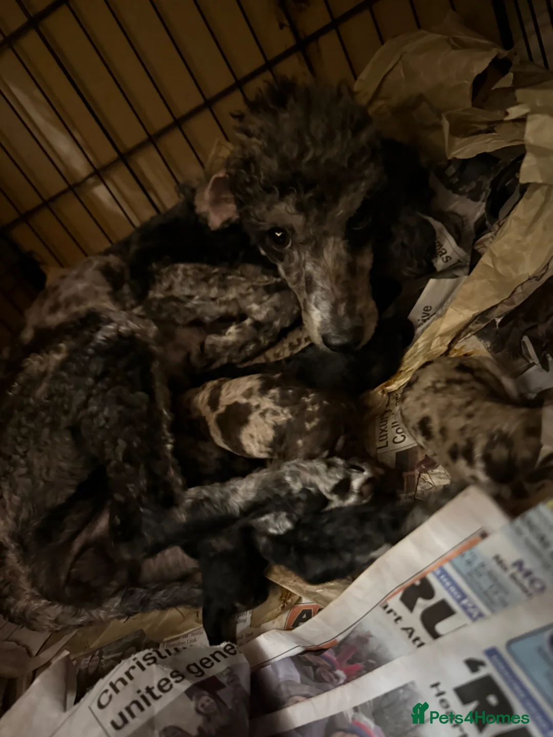 Toy Poodle dogs for sale: Toy poodle pups! - Advert 10