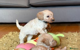 Cockapoo dogs for sale: Teddy bear cute Tiny Cockapoos  - Advert 26