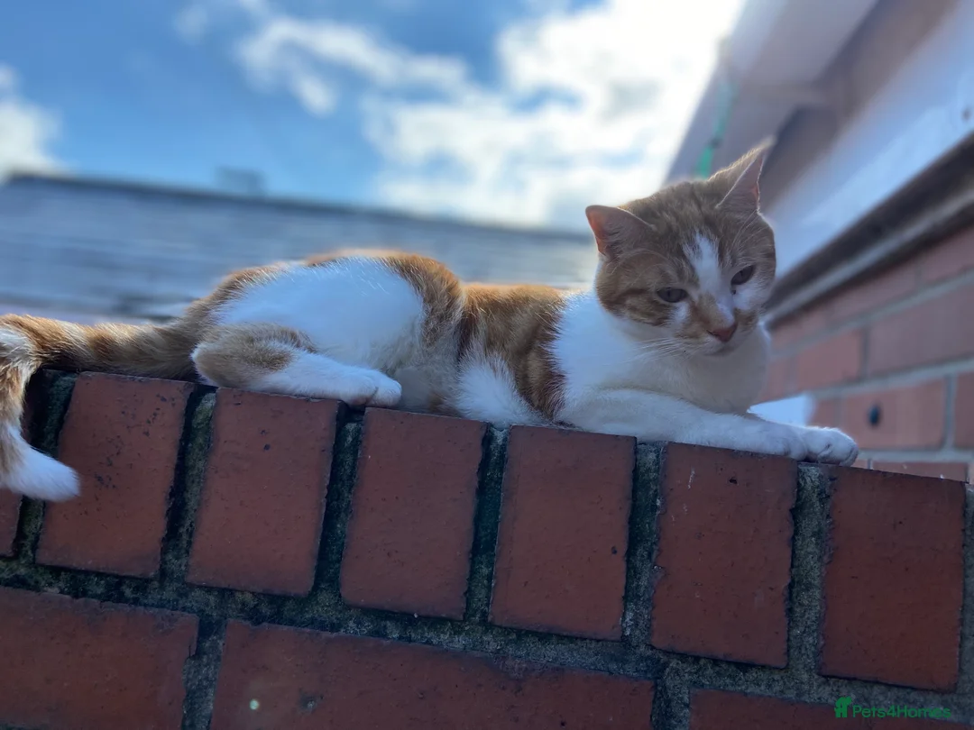 Domestic Shorthair cats for sale: 7 year old boy. - Advert 4