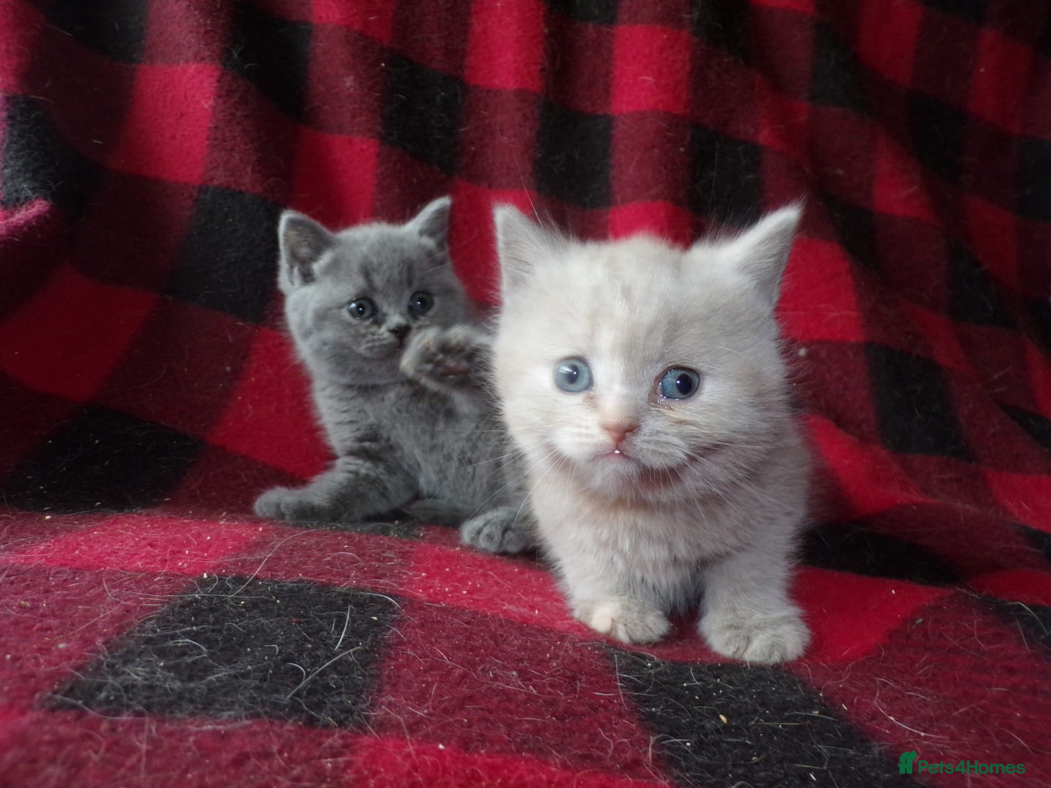British Shorthair cats 💜 Precious Litter Of BSH Kittens 💜 - Advert 2