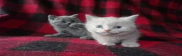 British Shorthair cats for sale: 💜 Precious Litter Of BSH Kittens 💜 - Advert 31
