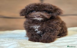 Toy Poodle dogs for sale: Gorgeous Tiny Toy Poodle Pups  - Image 18