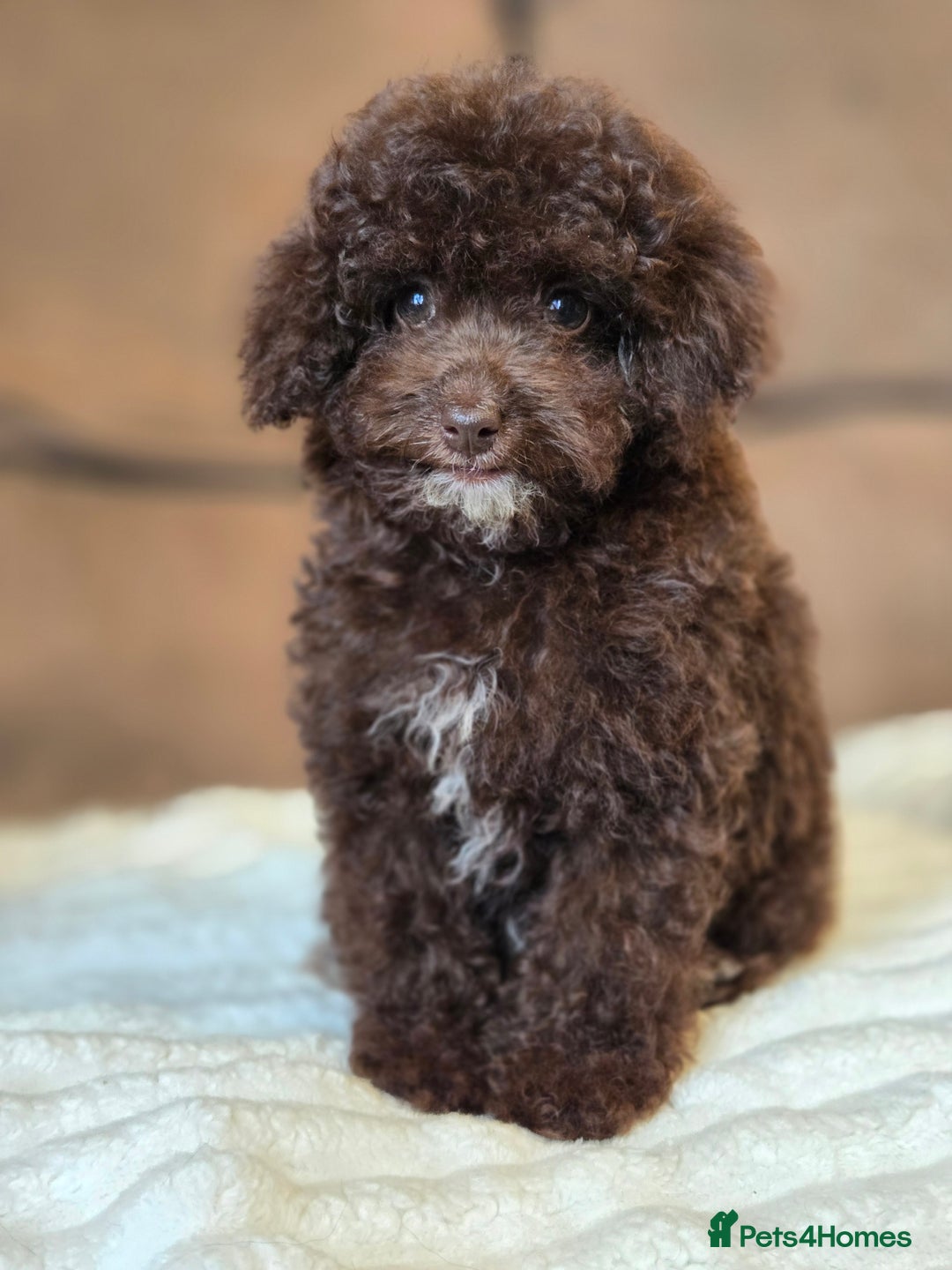 Toy Poodle dogs for sale: Gorgeous Tiny Toy Poodle Pups  - Image 18