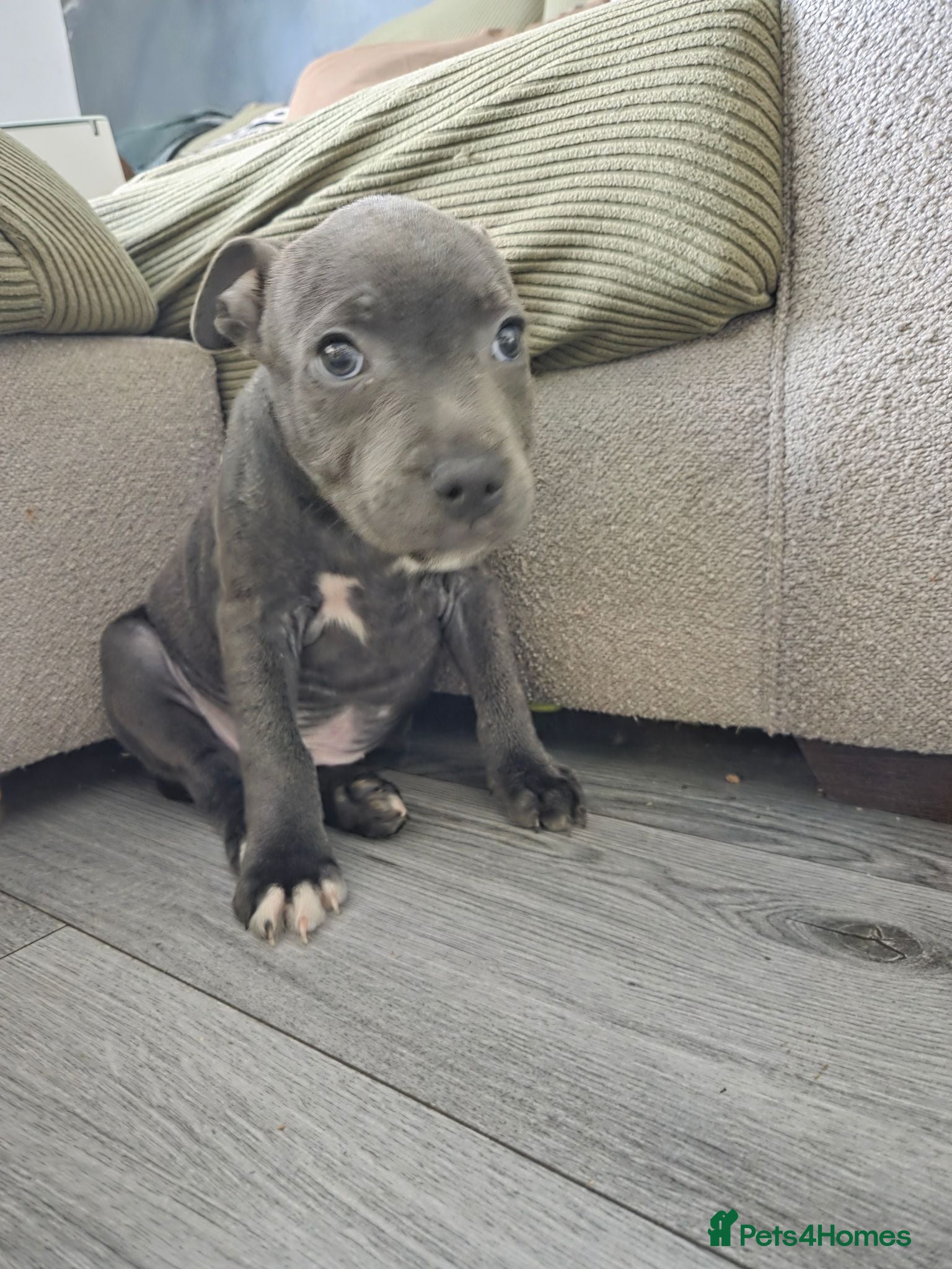 Staffordshire Bull Terrier dogs 🩵LAST BOY🩵 KC CHAMP BLOODLINES PEDIGREE   - Advert 3