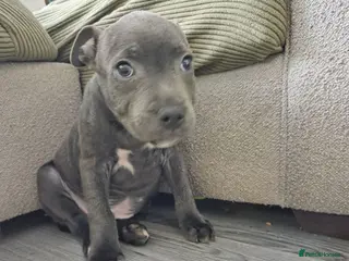 Staffordshire Bull Terrier dogs 🩵LAST BOY🩵 KC CHAMP BLOODLINES PEDIGREE - Advert 3