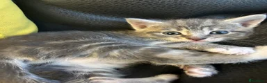 Rambo
