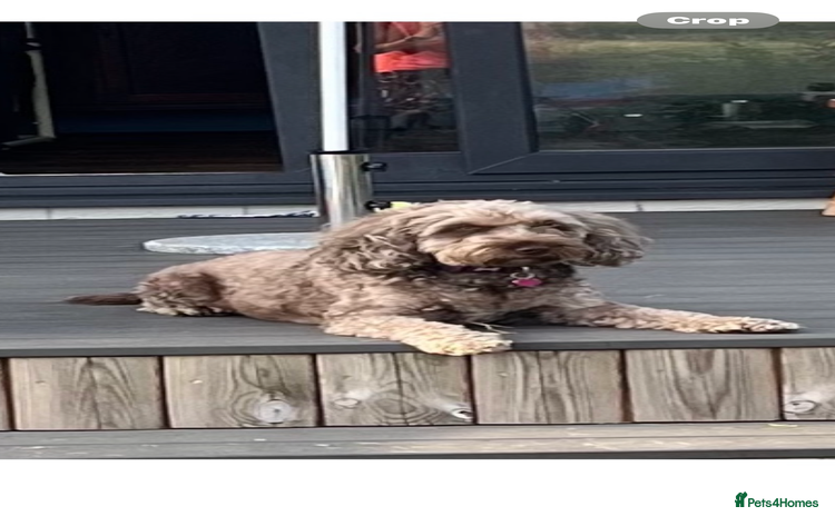 Cockapoo dogs - Advert 1