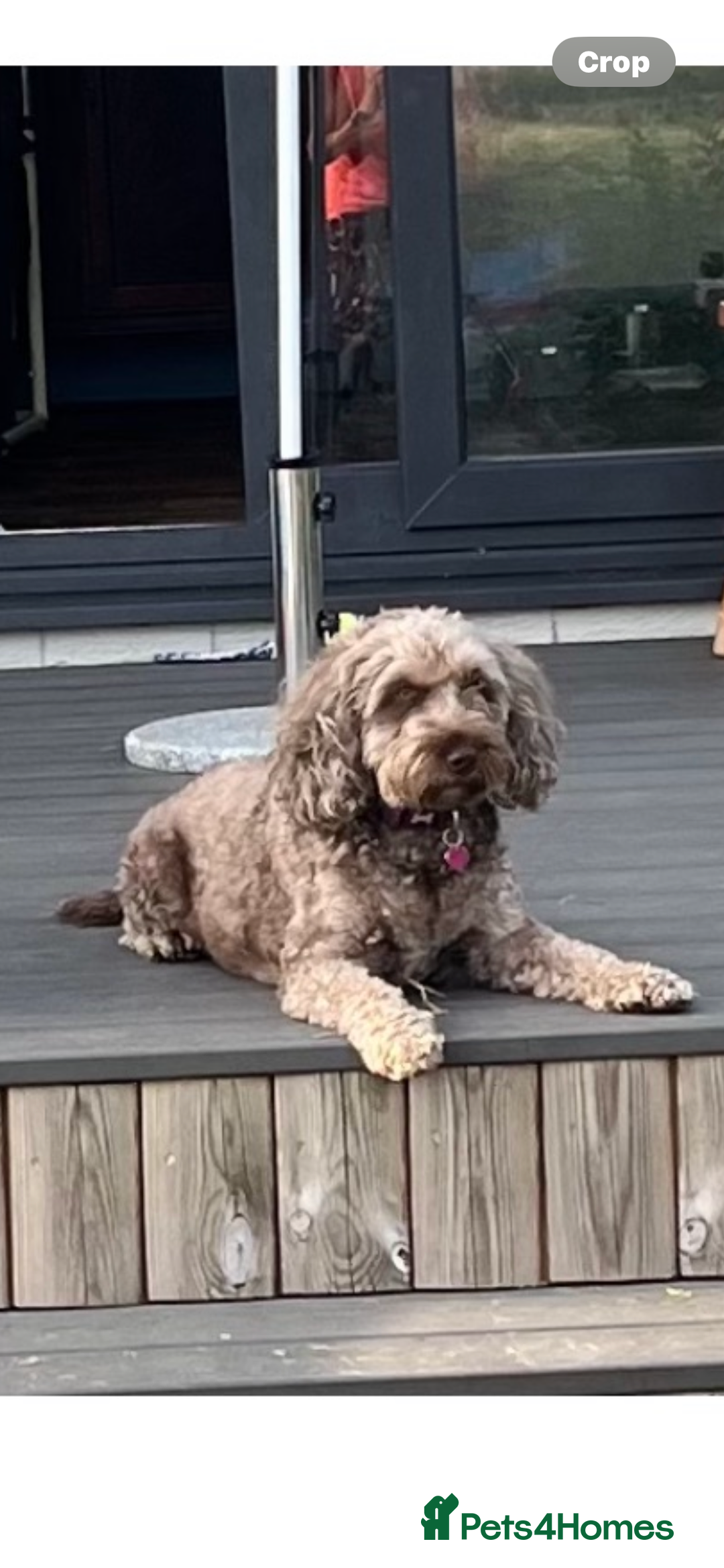 Cockapoo dogs for sale: 4 year old female cockerpoo - Image 1