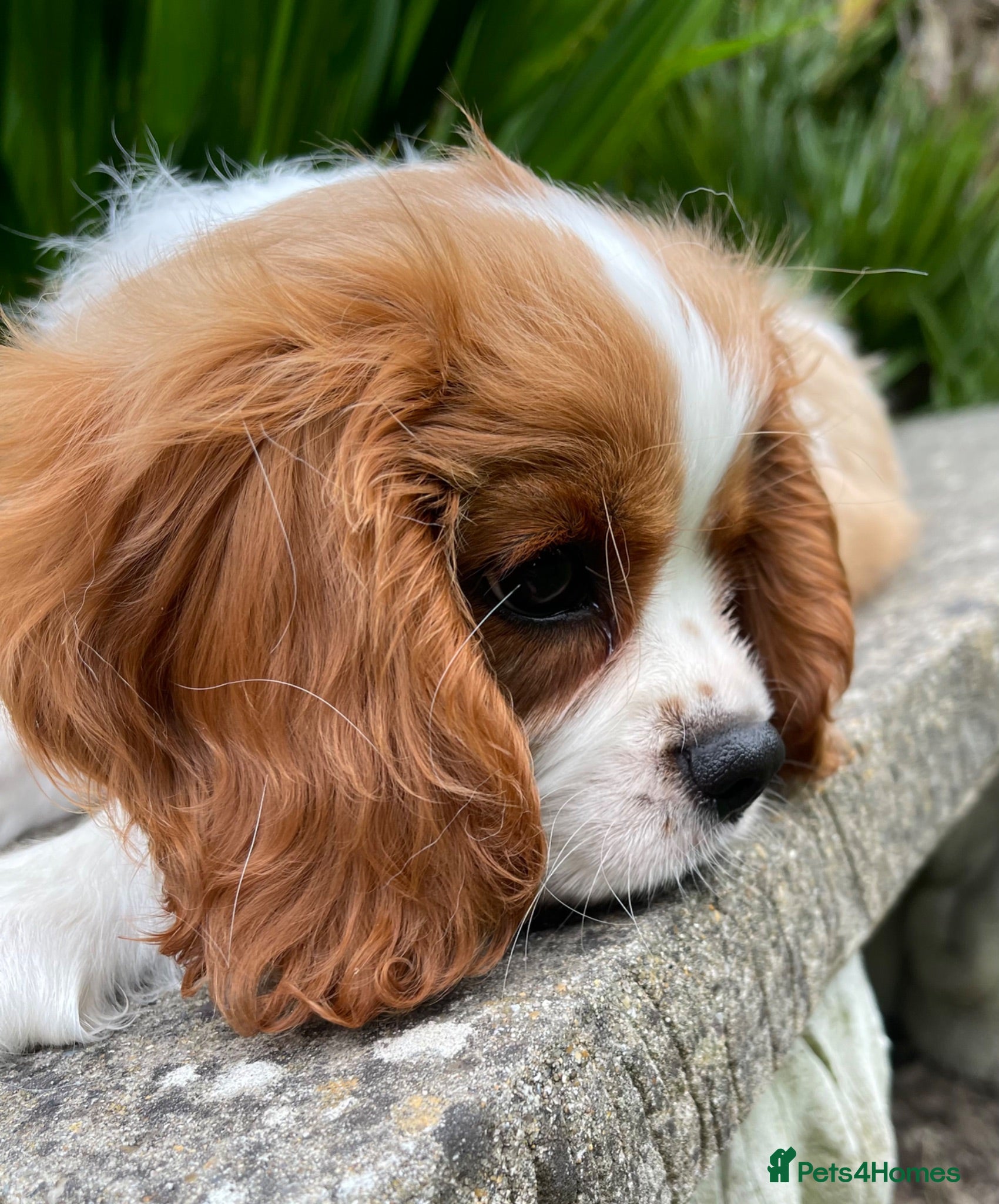 Cavalier King Charles Spaniel dogs Quality Cavalier King Charles puppy  - Advert 2