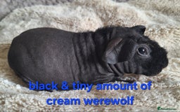 Guinea Pig rodents for sale: Bonded skinny/werewolf guinea pigs  - Image 5