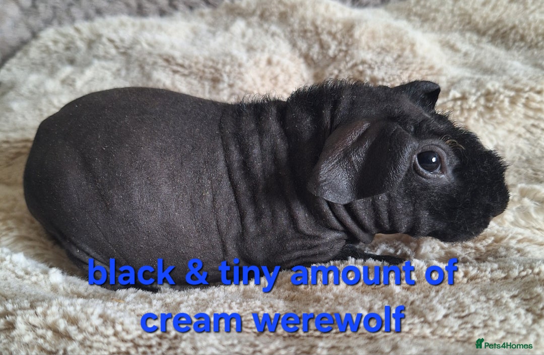 Guinea Pig rodents for sale: Bonded skinny/werewolf guinea pigs  - Image 5
