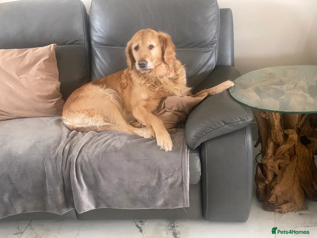 Cockapoo dogs for sale: ‼️ Attention Please ‼️ - Advert 8