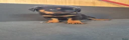 Rottweiler dogs for sale: Pure breed rottweiler puppies not KC reg - Advert 22