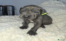 Great Dane dogs for sale: Great dane puppies for sale  - Image 9