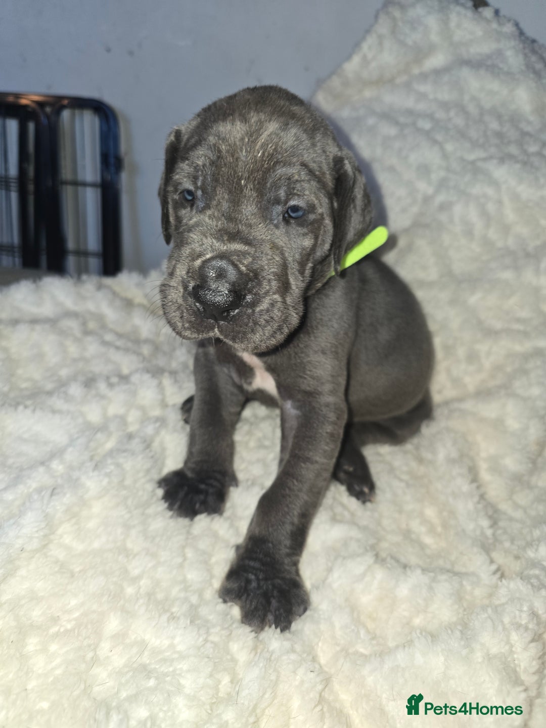 Great Dane dogs for sale: Great dane puppies for sale  - Image 9