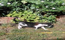 Mixed Breed cats for sale: Gorgeous kittens for sale  - Image 3