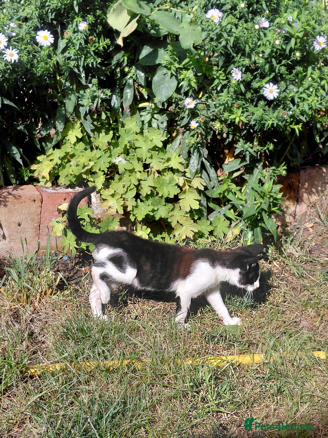 Mixed Breed cats for sale: Gorgeous kittens for sale  - Image 3