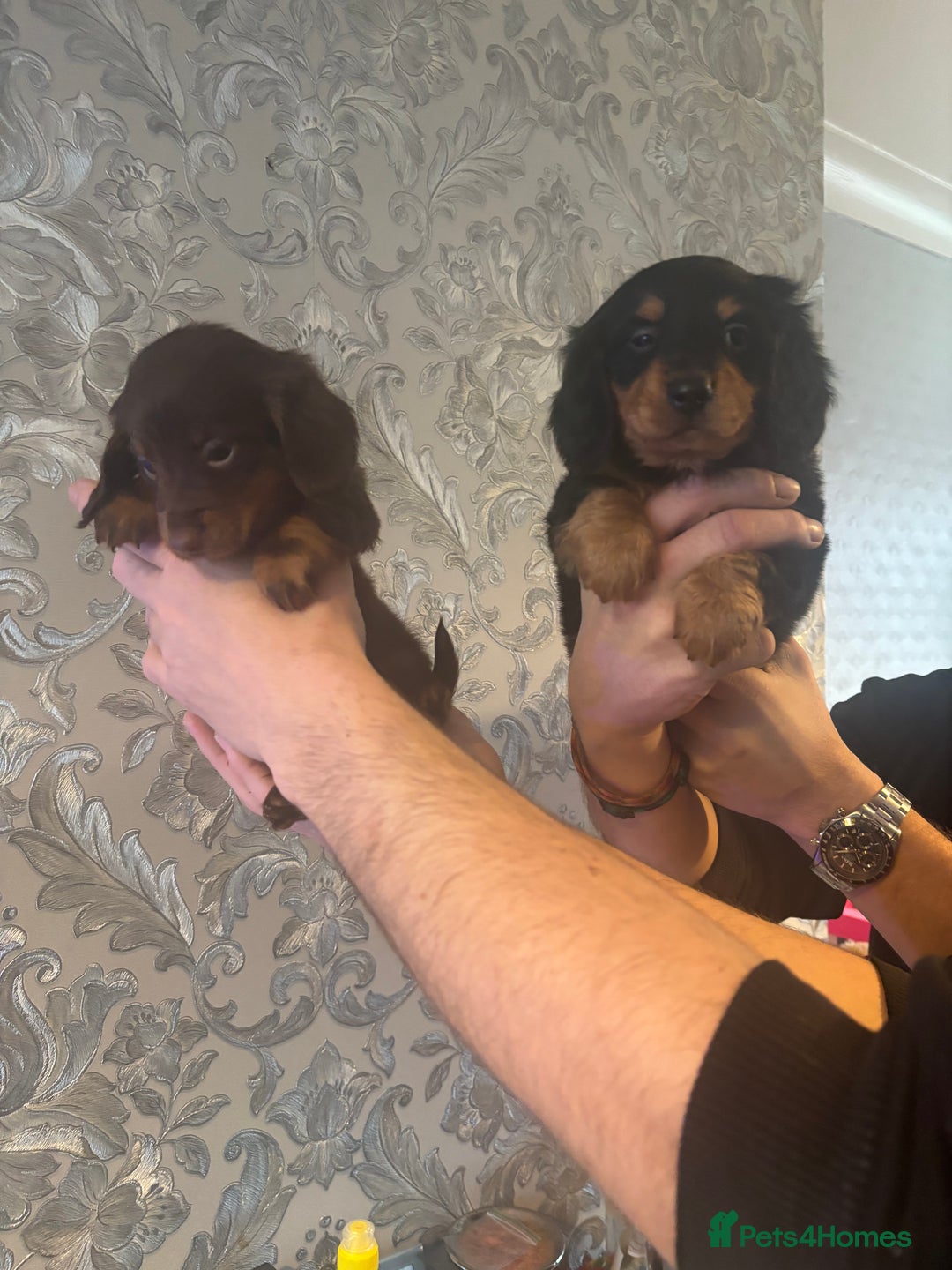 Dachshund dogs for sale: Miniature longhair dachshund puppies kc reg - Advert 10