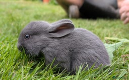Rex rabbits for sale: Beautiful baby bunnies 8 weeks old - Image 3