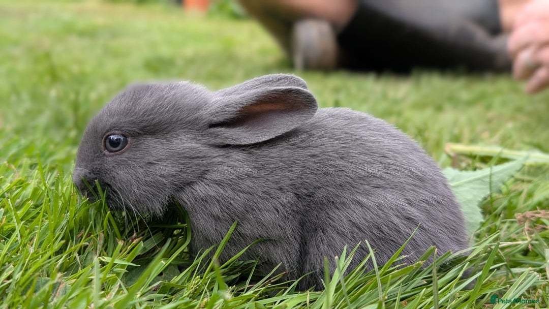 Rex rabbits for sale: Beautiful baby bunnies 8 weeks old - Image 3