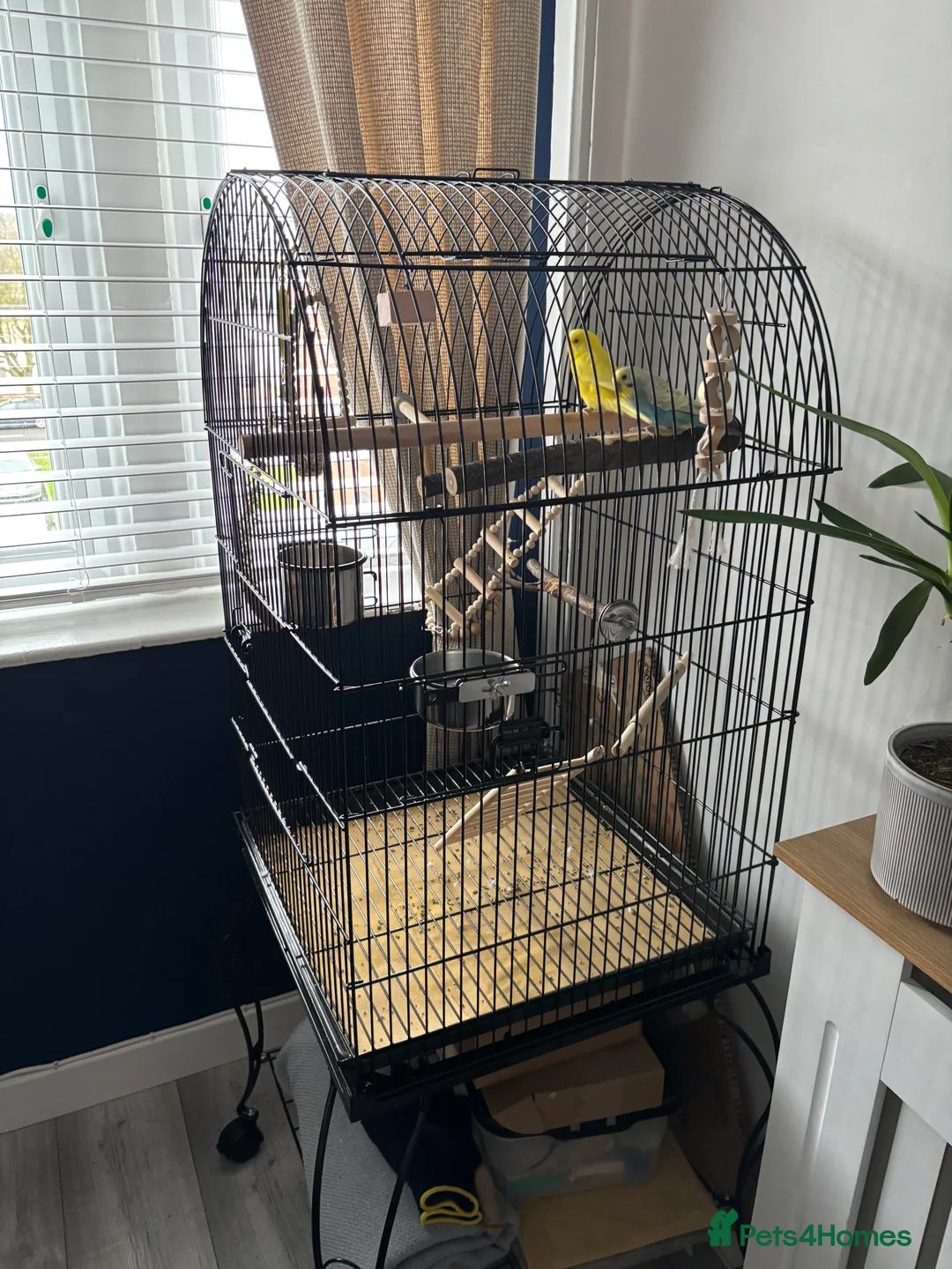 Budgerigars birds for sale: 2 beautiful happy budgies plus set up in Cheltenham - Advert 5