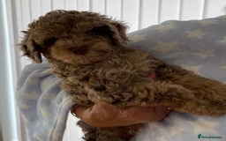 Cockapoo dogs for sale: Unique & stunning full DNA tested Cockapoo puppies - Image 19