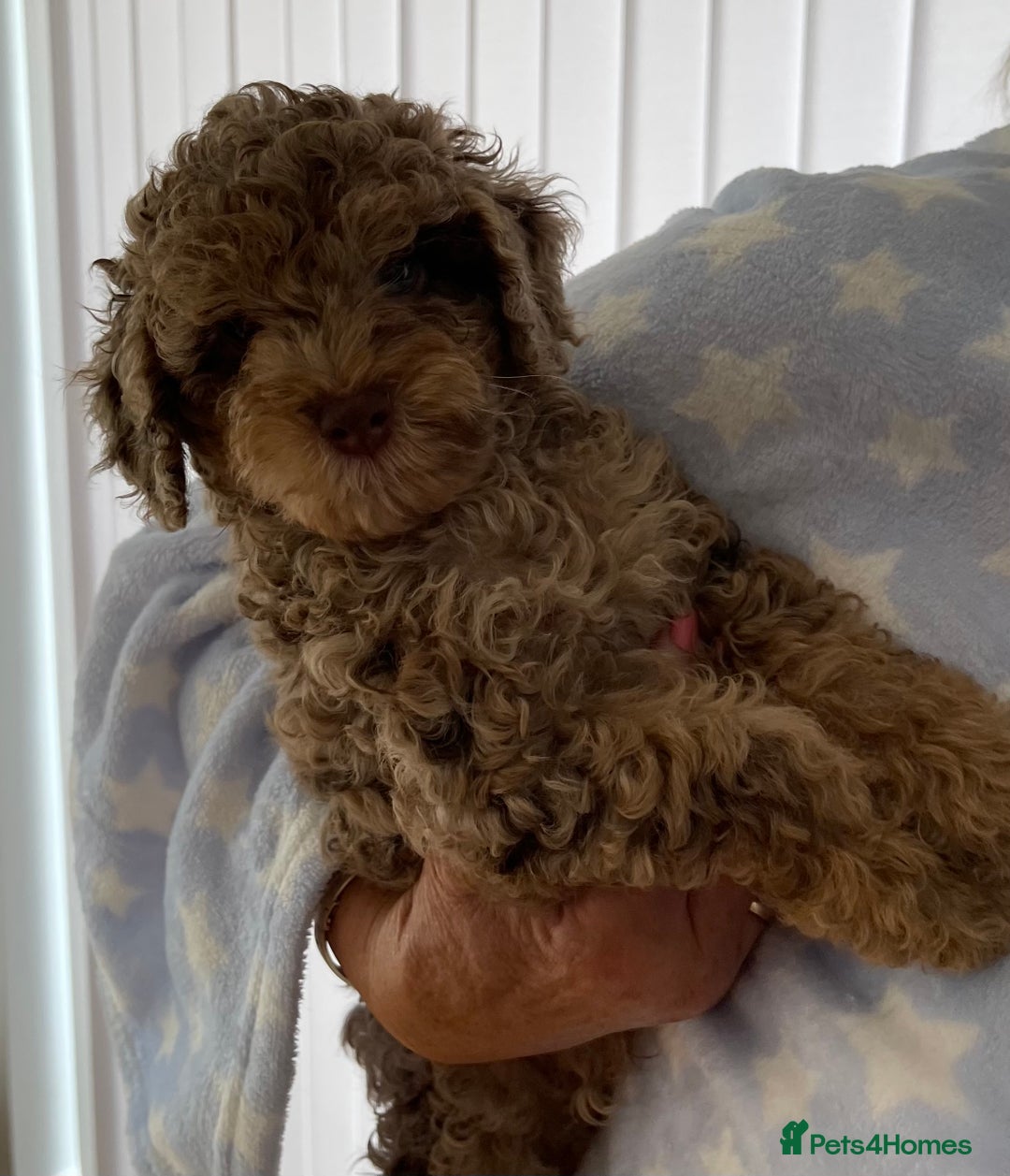 Cockapoo dogs for sale: Unique & stunning full DNA tested Cockapoo puppies - Image 19