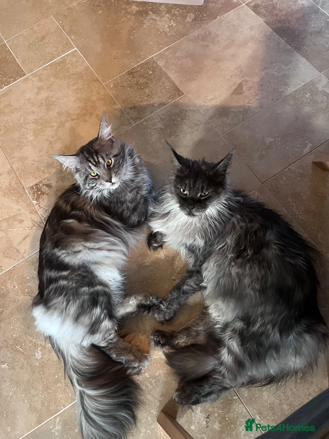 Maine Coon cats for sale: Black smoke Maine Coon  - Advert 2