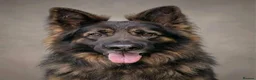 German Shepherd dogs for sale: Quality Longcoat Pups With Health tested Parents  - Advert 29