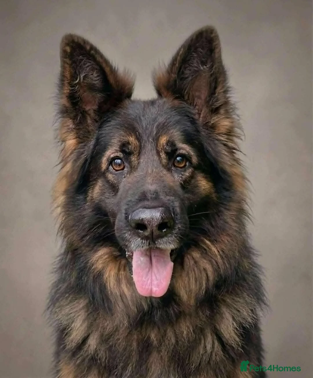 German Shepherd dogs for sale: Quality Longcoat Pups With Health tested Parents  - Advert 29