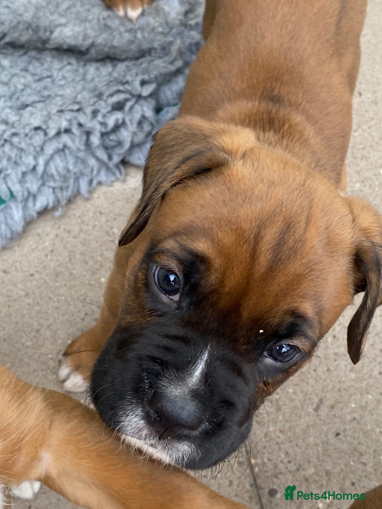 Boxer dogs Stunning litter of adorable boxer Puppies - Advert 2