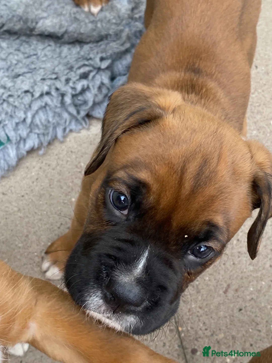Boxer dogs for sale: Stunning litter of adorable boxer Puppies - Advert 2