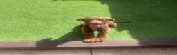 Cocker Spaniel dogs for sale: Show cocker spaniel  in Peterborough - Advert 3