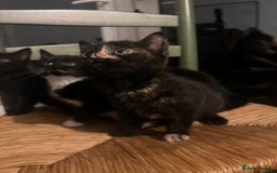 Mixed Breed cats for sale: Bengal Mix- Ready! 4/6 left  - Image 3