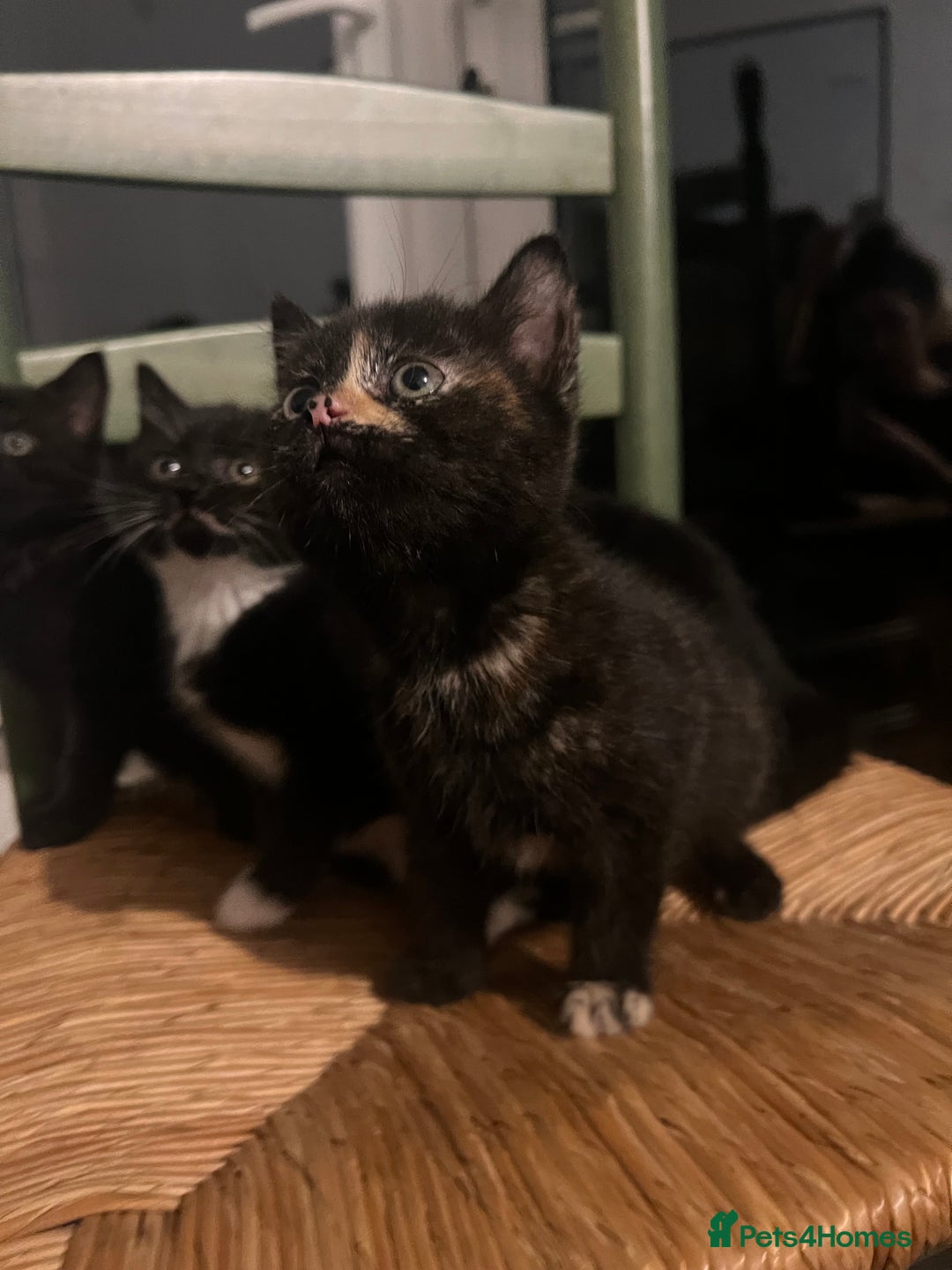 Mixed Breed cats for sale: Bengal Mix- Ready! 4/6 left  - Image 3