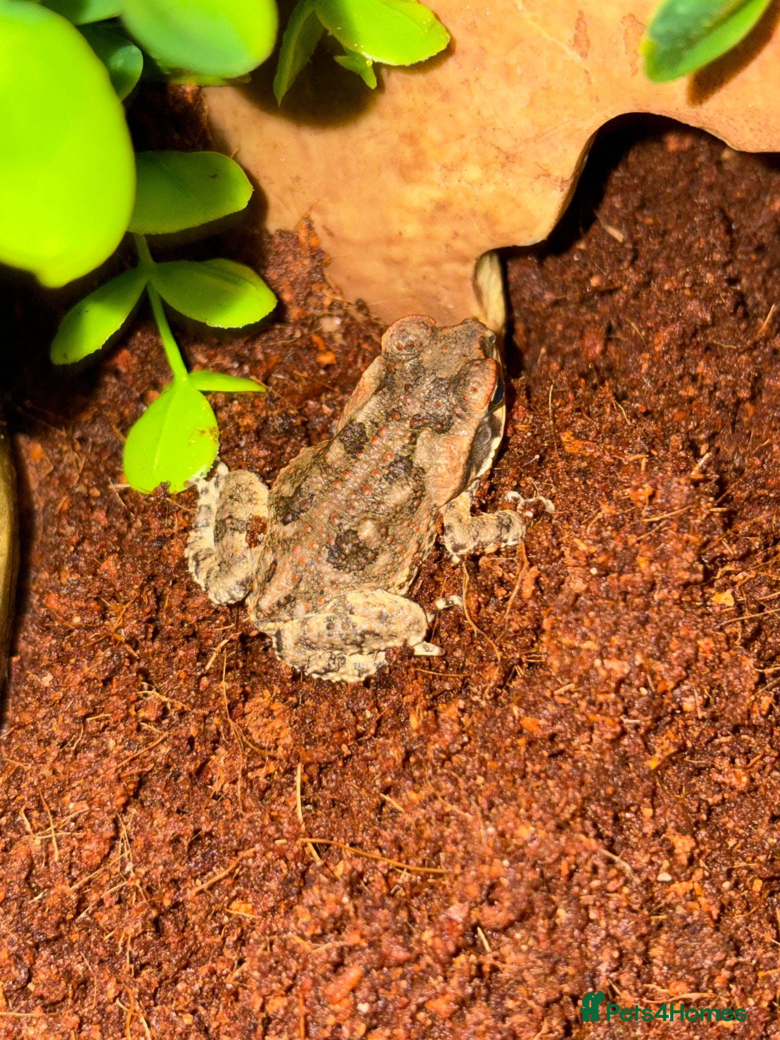 Toad reptiles 2 Baby Cane Toads - Advert 1